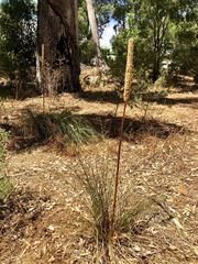 Xanthorrhoea gracilis