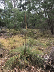 Xanthorrhoea gracilis