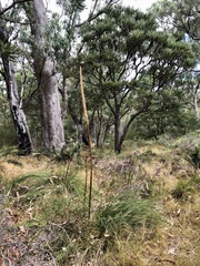 Xanthorrhoea gracilis