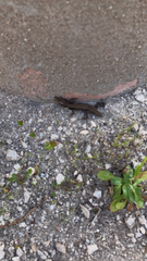 Podarcis muralis