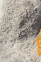 Bagliettoa parmigera