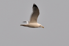 Larus argentatus