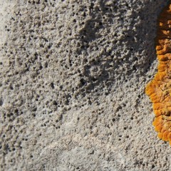 Bagliettoa parmigera