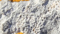 Bagliettoa parmigera