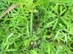 Saposhnikovia divaricata