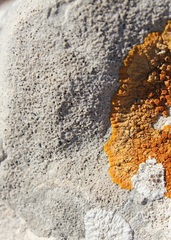 Bagliettoa parmigera