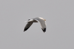 Larus argentatus