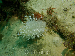 Veretillidae