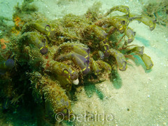 Clavelina meridionalis