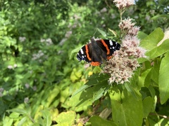 Vanessa atalanta