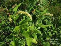 Persicaria lapathifolia lapathifolia