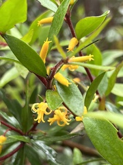Persoonia myrtilloides