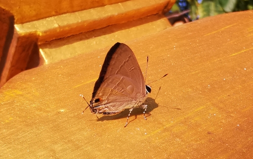 Scarce Slate Flash