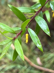 Persoonia myrtilloides