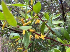 Persoonia myrtilloides