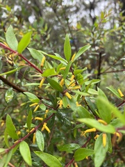Persoonia myrtilloides
