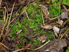 Rhynchostegium serrulatum