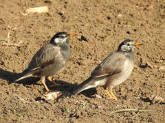 Spodiopsar cineraceus