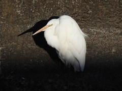 Ardea alba