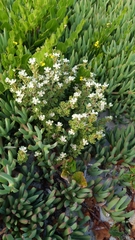 Spyridium halmaturinum