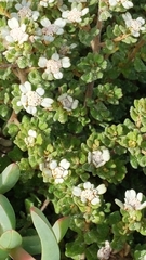 Spyridium halmaturinum