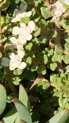 Spyridium halmaturinum