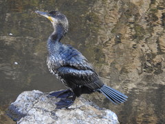 Phalacrocorax carbo
