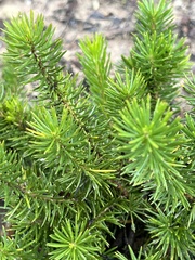 Persoonia chamaepitys