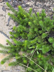 Persoonia chamaepitys