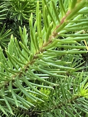 Persoonia chamaepitys