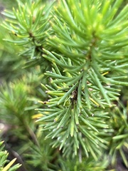 Persoonia chamaepitys
