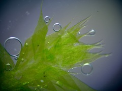 Rhynchostegium serrulatum