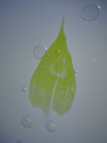 Image of Rhynchostegium serrulatum by (c) Michelle W. （鍾偉瑋）, some rights reserved (CC BY)