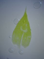 Rhynchostegium serrulatum