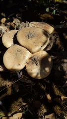 Amanita ochrophylloides