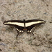 Lamarche's Swallowtail - Photo (c) Chuangzao, some rights reserved (CC BY-NC), uploaded by Chuangzao
