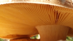 Amanita ochrophylloides