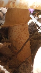 Amanita ochrophylloides