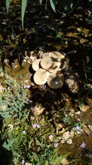 Amanita ochrophylloides