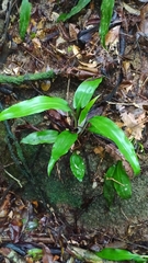 Disteganthus basilateralis