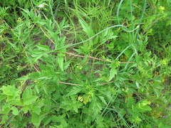 Ampelopsis japonica