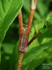 Persicaria lapathifolia lapathifolia
