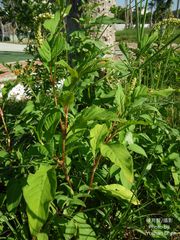 Persicaria lapathifolia lapathifolia