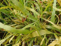 Muehlenbeckia platyclada