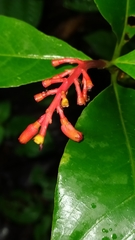 Palicourea calophylla