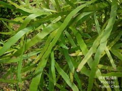 Muehlenbeckia platyclada