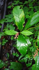 Palicourea calophylla