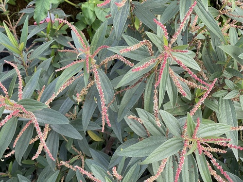 Boehmeria densiflora iNat (1)