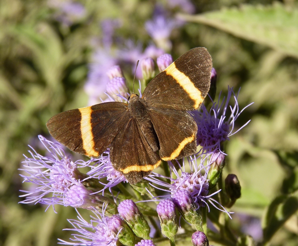 Little Dancer Metalmark