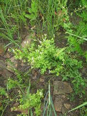 Galium platygalium